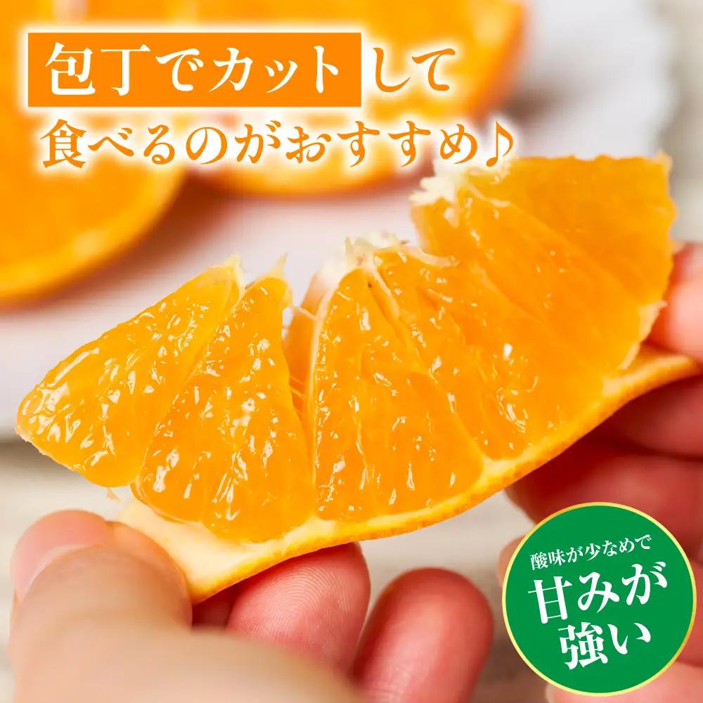 【先行予約】 みかん 八代市東陽町産の 「熊本EC12みかん」 約3kg みかん 【2026年12月上旬より順次発送】
