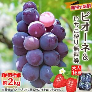 【2025年度発送分】朝採れ新鮮ピオーネ2kg＆いちご狩り無料券【配送不可地域：離島】【1030443】