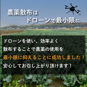  ブロッコリー 8本 2kg 以上 野菜 朝採れ 産地直送 鮮度抜群 サラダ 徳島県 阿波市 