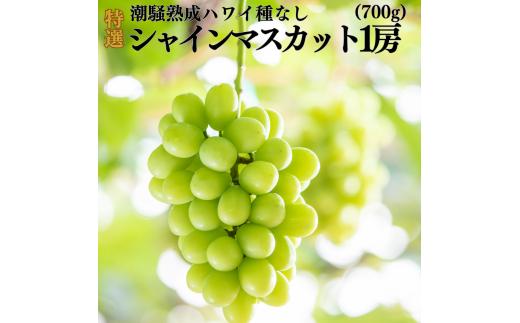 31MS.【2026年先行受付】潮騒熟成特選ハワイ種なしシャインマスカット1房