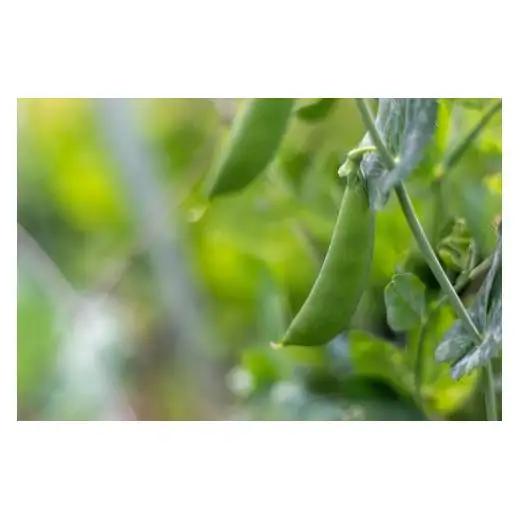 【最優秀賞受賞！甘味＆栄養】有機JAS認証の無農薬、チヨちゃんの野菜７ヶ月定期[957]