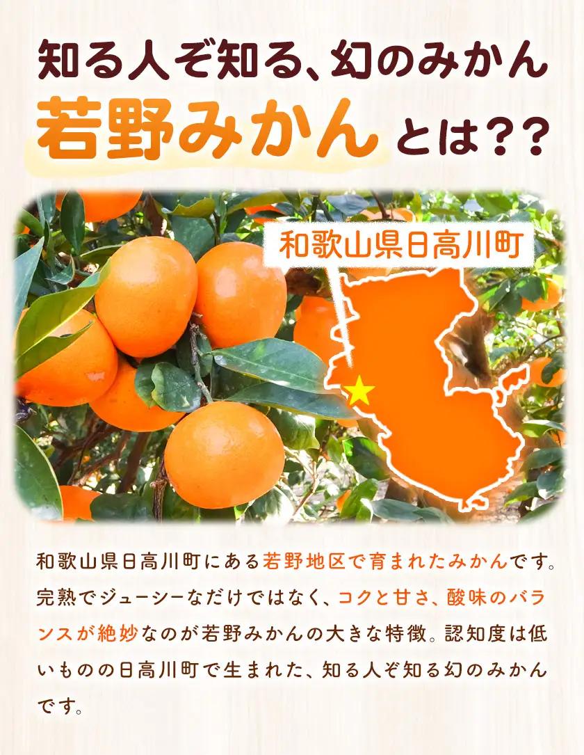 訳あり 若野みかん (2S～Lサイズ)  約5kg マルエイ農園 みかん