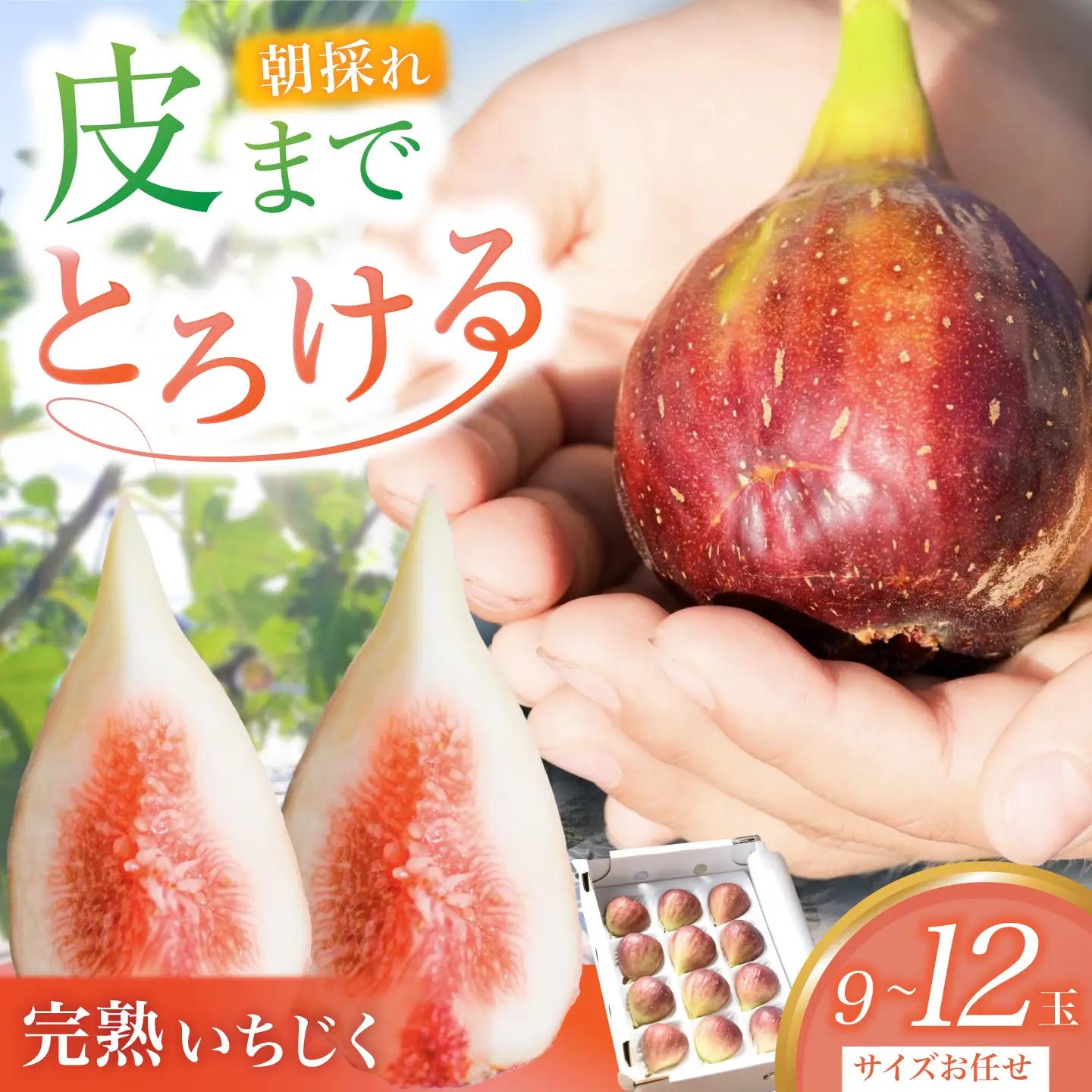 【先行予約】 完熟いちじく 9-12玉（サイズおまかせ） / いちじく フルーツ 完熟 朝採れ イチジク 岐阜市 / tete. 【配送不可地域：北海道・沖縄・離島】[ANJZ001]