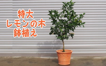 苗木 特大サイズ レモンの木鉢植え テラコッタ鉢 40cm 配送不可 北海道 沖縄 離島 れもん 檸檬 Lemon 観葉植物 ガーデニング 花 実 香り 