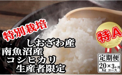 
                  【令和8年産　新米予約】【定期便：20Kg×3ヶ月】特別栽培 生産者限定  南魚沼しおざわ産コシヒカリ【定期便 銘柄米 ブランド米 精米 こしひかり コシヒカリ 魚沼産 新潟米 産地直送 お米 米 】【2026年10月上旬より1ヶ月以内に順次発送予定】
                