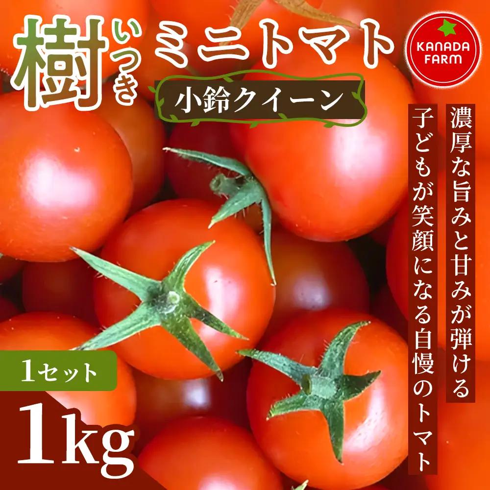 《先行予約》樹（いつき）ミニトマト（小鈴クイーン）1kg 1セット 新鮮野菜 フルーツ 旬 サラダ デザート お弁当 朝食 料理用 そのまま食べる おうちごはん お取り寄せ 産地直送 濃厚なコクと甘み 贈り物 手土産 愛知県 豊橋市