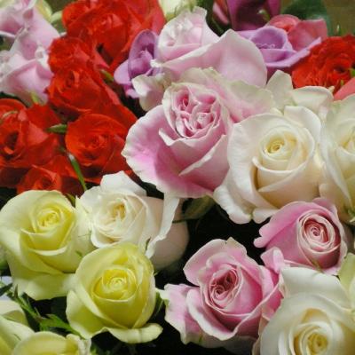 ふるさと納税 世羅町 【バラ風呂用】バラの花 (約90輪)