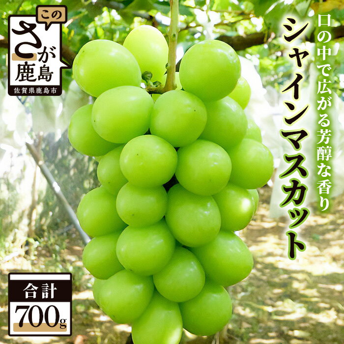 【ふるさと納税】【先行予約】【700g 大1房】JA直送！シャインマスカット【2025年8月中旬より発送】化粧箱入 贈答品・ギフトにも 贅沢 旬 甘い 美味しい ふるさと納税 マスカット ぶどう 葡萄 果物 フルーツ ふるさと くだもの スイーツ 佐賀県鹿島市 人気 送料無料B-72