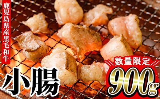 
                  【数量限定】鹿児島県産 黒毛和牛 小腸 ホルモン 計900g（700g＋200g）国産 鹿児島県産 黒毛和牛 小腸 モツ 生ホルモン 焼肉 もつ鍋【00-030-08-L】
                