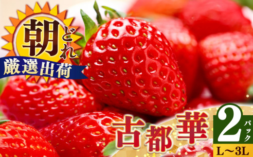 平群の古都華 いちご L~３Lサイズ から2種（2パック1ケース）計2パック 苺屋小東 | 果物 くだもの フルーツ 苺 イチゴ いちご ストロベリー 古都華 ことか 旬の品種 奈良県 平群町 高級 ブランド苺 旬 産地 直送 限定出荷 ふるさと納税苺