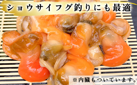 岬だより 【訳あり】青柳釣り餌用 150g×6袋セット [配送不可地域：離島] ( 釣り 餌 ﾌｨｯｼﾝｸﾞ ｴｻ 海 海釣り 魚 ﾌｨｯｼﾝｸﾞ 愛知県 釣り 餌 南知多町 ﾐﾅﾐﾁﾀ 餌 ﾌｨｯｼ