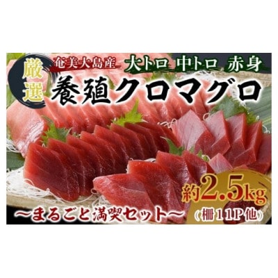 奄美大島産養殖クロマグロまるごと満喫セット(柵11P他)【配送不可地域：離島】【1402678】