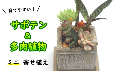 サボテン＆多肉植物の寄せ植え【ミニ白ポット】 ／ 観葉植物 多肉植物 植物 寄せ植え ポット インテリア インテリア雑貨 育てやすい 部屋 園芸 オシャレ おしゃれ ギフト プレゼント 贈り物 可愛い 雑貨 観賞用 人気 おすすめ オススメ 【彩花園】
