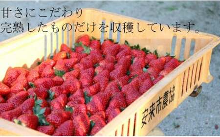 いちご 章姫 2パックセット［島根県安来産　完熟いちご］ 先行予約 受付 完熟 苺 イチゴ 島根県産 甘い 人気 特産品 高級 フルーツ デザート 