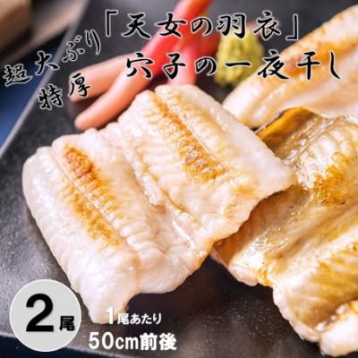 ふるさと納税 大田市 「天女の羽衣」特厚 超大ぶり 穴子 一夜干し 2尾 50cm前後　(B184)