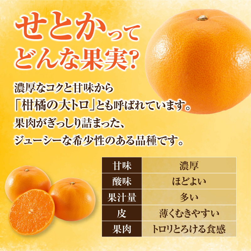 ≪内容量が選べる≫ 柑橘の大トロ せとか 先行予約 希少 期間限定 数量限定 フルーツ 果物 くだもの 柑橘 みかん オレンジ 令和8年発送 みかんジュース フルーツサンド 国産_S-CC29-23