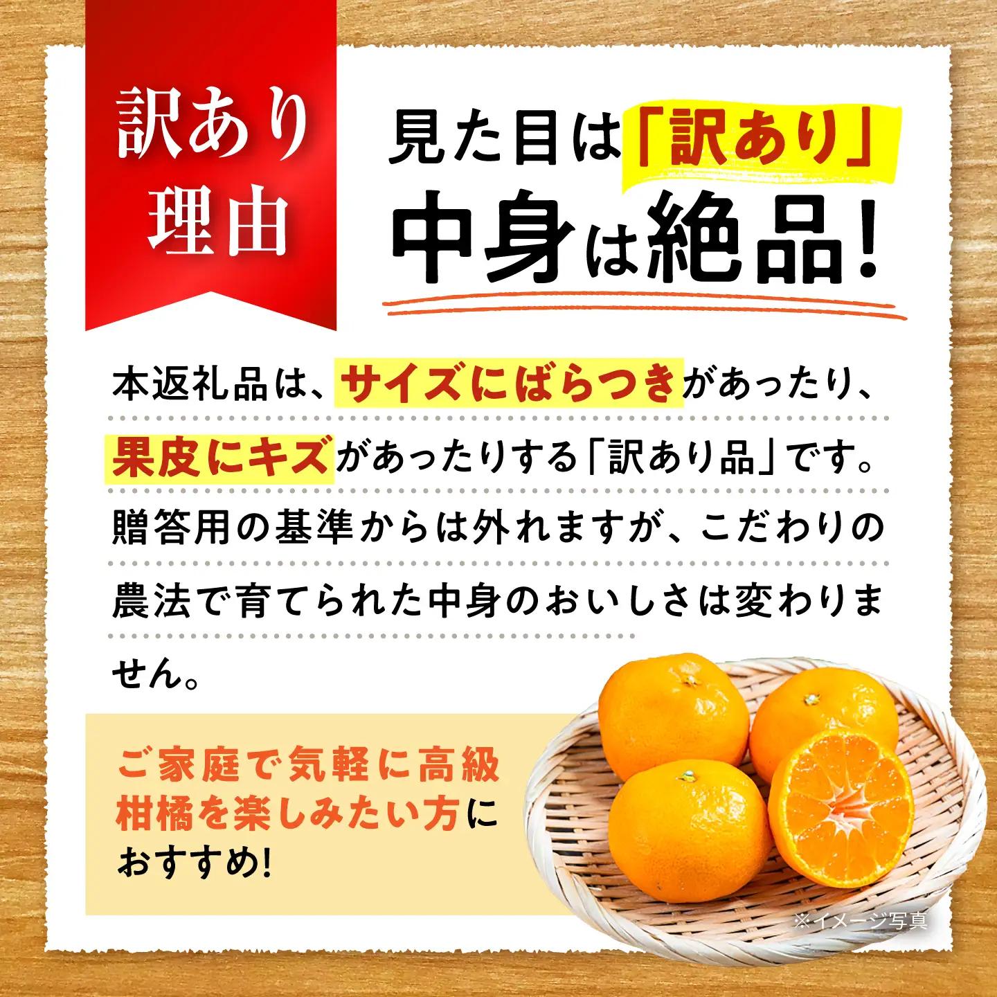 みかん 訳あり 愛果28号 サイズ不揃い 約5kg 約25玉【12月上旬から12月下旬まで順次発送】/ フルーツ 果物 蜜柑 ミカン オレンジ 訳あり 訳アリ 小玉 甘い 先行予約 5kg 愛媛 / 
