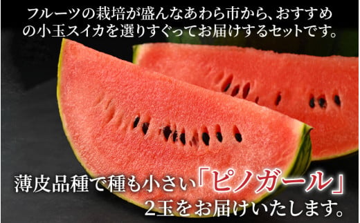 【先行予約】佐藤農園の小玉スイカ ピノガール 2玉（計3kg以上）／福井県 あわら市 フルーツ 夏 果物 西瓜  秀品 農家直送 有機肥料 低農薬 佐藤農園　※2027年5月下旬～6月末の間に順次発送