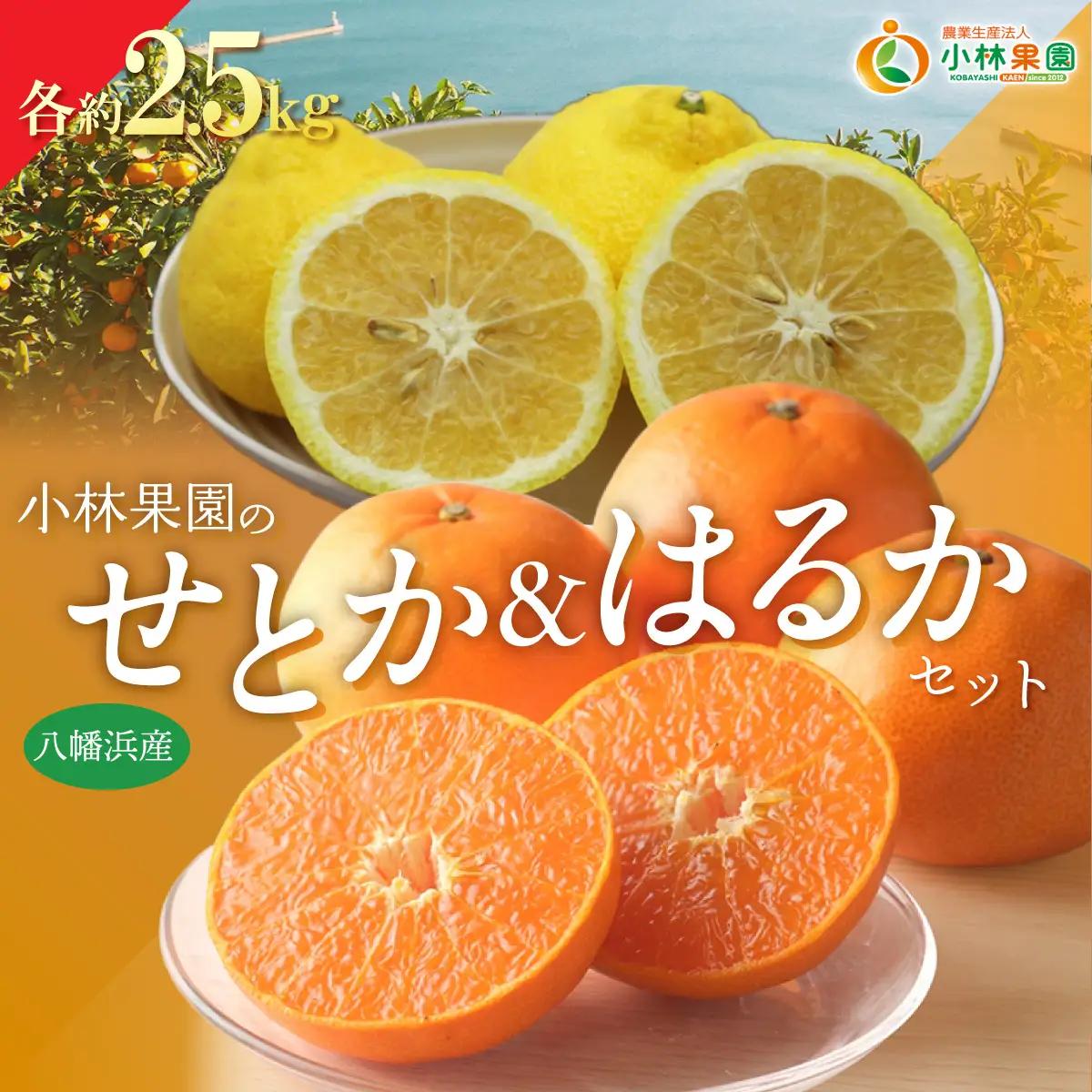 【先行受付】小林果園のせとか＆はるかセット(各約2.5kg入)【C24-23】【1124429】 YWTAD016