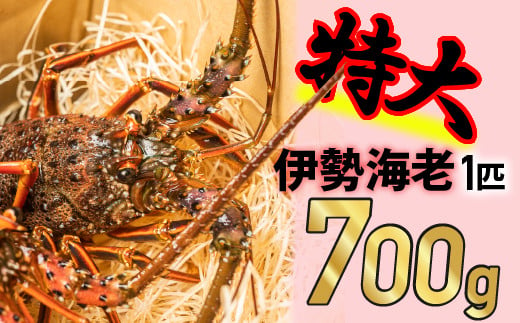 
漁港直送！四万十町産の特大天然伊勢海老 1匹（700ｇ）Dns-14 海鮮 魚介類 伊勢海老 巨大 伊勢エビ いせえび 海老 エビ ギフト 贈答
