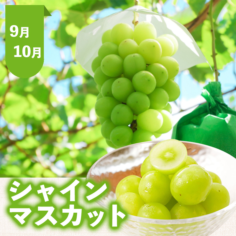 【定期便5回】おいしい！ジューシー！山形フルーツ バラエティ定期便Ａ FY26-216