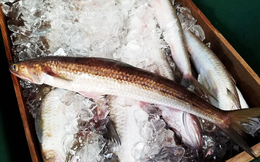 エソすり身 （はつ天） 500g×2袋 味付け済み（加熱調理用） すり身 魚肉 エソ 福岡県 岡垣町
