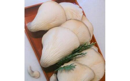 特選 竜王 足太あわび茸 ( 生 ) 1kg 希少 足太あわび茸 きのこ キノコ 国産 食材 健康 農薬不使用 滋賀県 竜王町 送料無料 贈り物 ギフト プレゼント 産地直送 