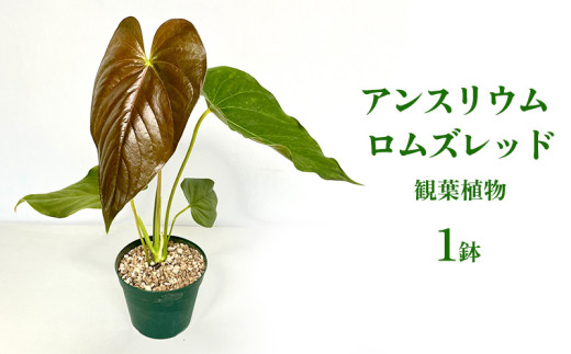 アンスリウム ロムズレッド 観葉植物 観葉植物 熱帯植物 室内植物 鉢植え カラーリーフ 観賞用 空気清浄 色彩 ガーデニング お気に入り シンボルプラント 美しい葉脈 おすすめ グリーンインテリア 沖縄県 特別な くつろぎ 人気 直送 送料無料