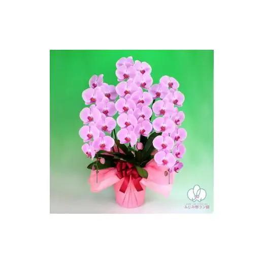 大輪胡蝶蘭　ピンク3本立ち（36輪クラス）（ラッピング付）