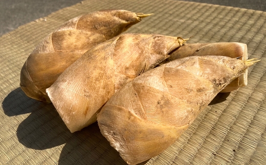 【先行受付】白宗たけのこ 2kg予約 4月上旬発送 熊本県 南関町産 春 筍