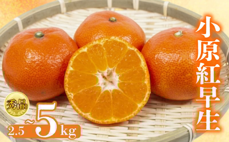 
            【2026年1月初旬より順次発送】【秀品】小原紅早生 約2.5kg～5kg みかん 甘い ミカン 蜜柑 フルーツ 果物 くだもの 柑橘 柑橘類 デザート ジュース ゼリー  旬 産地直送 冬の味覚 旬の果物 旬のフルーツ お取り寄せ 取り寄せ
          