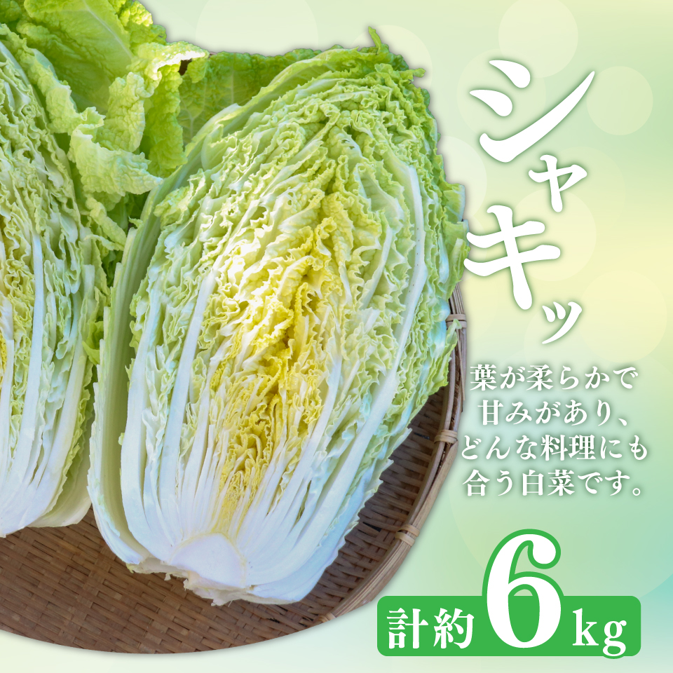 ＜2025年12月中にお届け＞ 事前予約受付中 ＜佐川町産 白菜 2株（約6kg）＞ 無双 高知 新鮮 野菜 お鍋 シチュー 