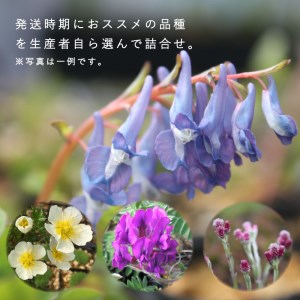 山野草5品種セット【AL-001】