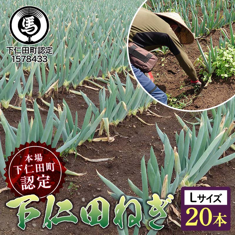 【ふるさと納税】本場下仁田町認定葱の会会員が作った下仁田ねぎ（Lサイズ 20本） とろける 甘い ねぎ ネギ 王様ねぎ 殿様ねぎ 特産 栄養たっぷり ブランド 上州ねぎ すきやき F21K-608