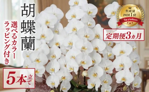 
                  【定期便3ヶ月】  胡蝶蘭 5本立て ピンク 白 訳あり 花 はな お花 日付指定 記念日 お祝い プレゼント ギフト 贈答 贈り物 選べる カラー ラッピング 鉢花 鉢植え 洋蘭 洋ラン 冠婚葬祭 蘭 らん 新築祝い 豪華 華 華やか はなやか 敬老 誕生日 人気 ランキング おいわい 開店祝い 開業祝い こちょうらん きねんび 四国 生産数 一位 1位 いちい ふるさと納税 大輪 産地直送
                