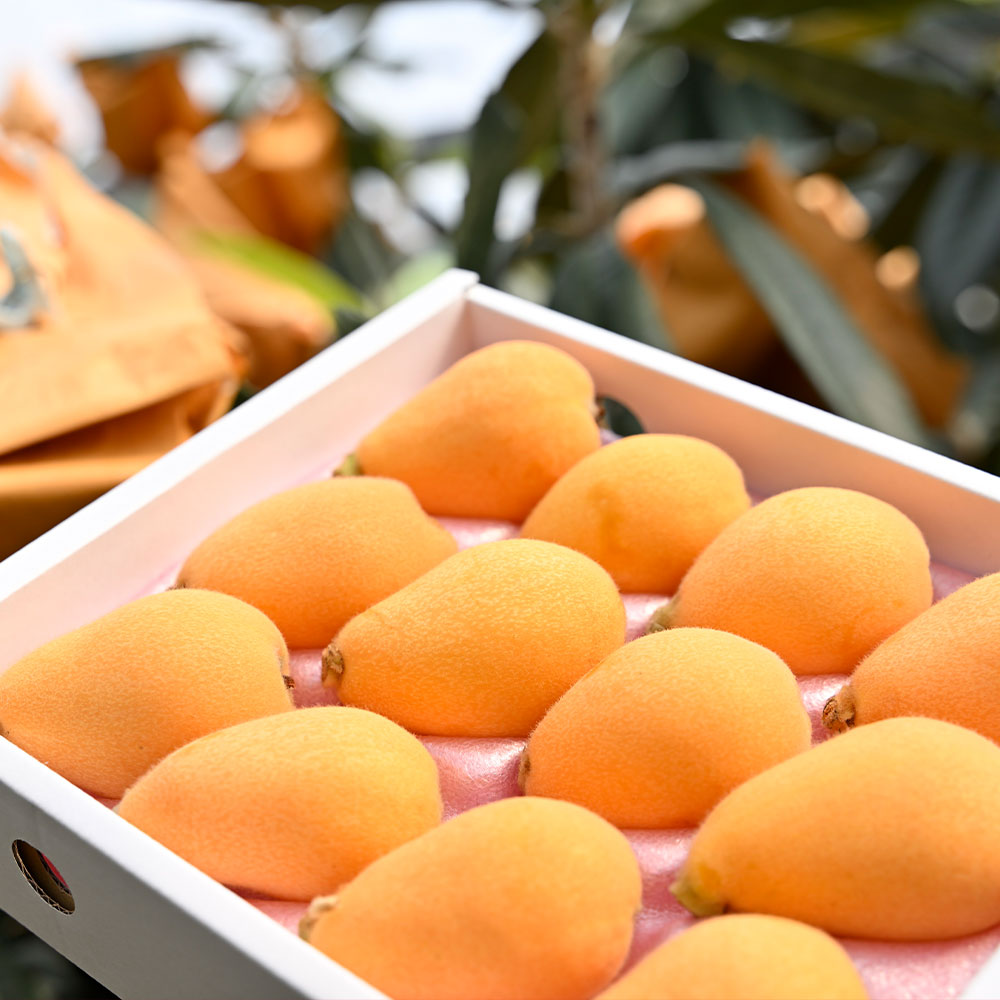 【ふるさと納税】長崎市産びわ500g L玉サイズ（12個入） 贈答用箱入り 【2027年4月下旬-5月下旬発送予定】 びわ ビワ 果物 くだもの フルーツ 国産 国産フルーツ 常温 長崎県 長崎市 送料無料
