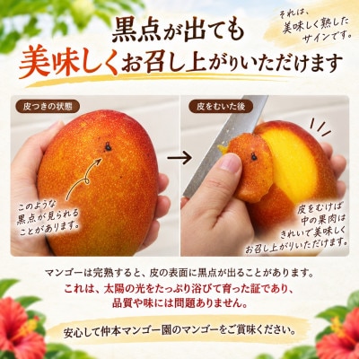 【2027年6月下旬から順次発送・贈答用】仲本マンゴー園のアーウィンマンゴー2kg(4～6玉)【配送不可地域：離島】