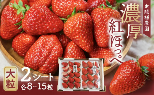 濃厚 大粒 いちご 紅ほっぺ 8～15粒 2シート お届け月指定なし お陽様農園 産地直送 愛知県 田原市産 