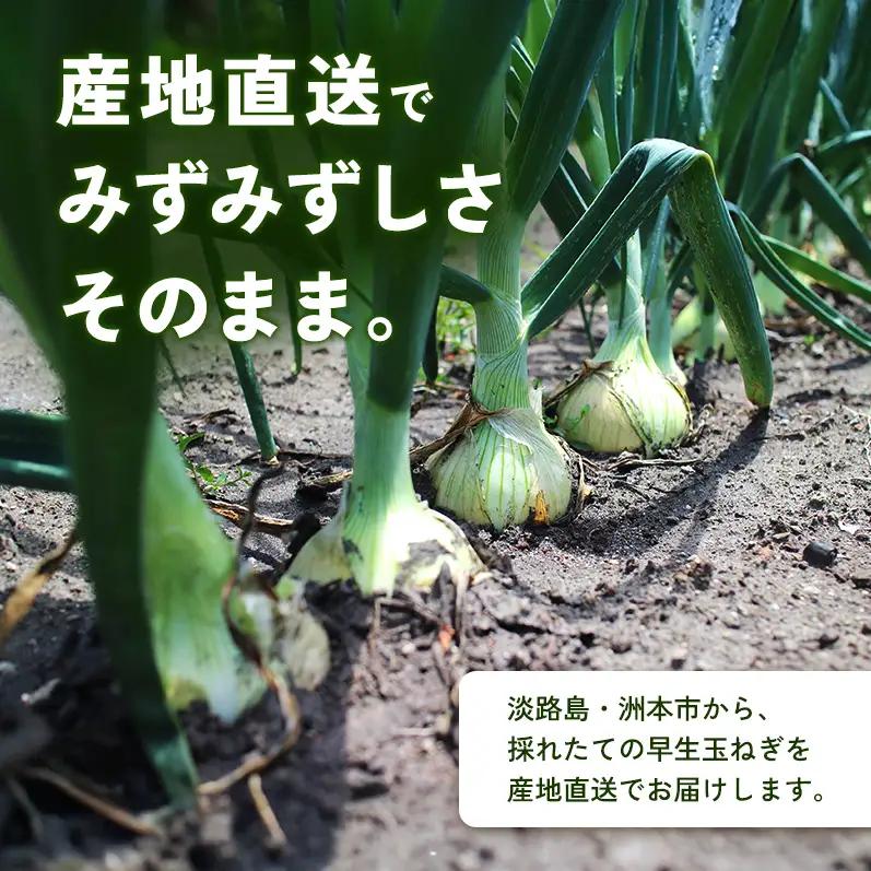ふれあい市の会 早生 玉ねぎ 5kg タマネギ オニオン 野菜 旬 甘い 淡路島 洲本市