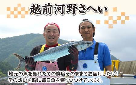 【日本海鮮魚】漁師厳選鮮魚真空冷凍セット　約2g～2.5kg(4種以上)  | 魚 詰め合わせ 新鮮 煮物 焼き物 お造り 刺身 晩酌 食卓 BBQ 急速冷凍 真空パック 鮮魚セット 詰合せ 鮮魚店 
