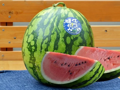 信州波田産 高級スイカ！信州の匠 【贈答】 4L～5Lサイズ 1玉｜ふるさと納税 長野県 信州 松本 果物 フルーツ すいか スイカ 西瓜 新鮮 大きい 特別 贈答 季節限定 甘い くだもの ふるーつ