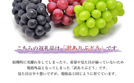 訳あり 旬の ぶどう  詰め合わせ 約 1.2kg | 果物 くだもの フルーツ ブドウ 黒ブドウ 赤ブドウ ぶどう 黒ぶどう 赤ぶどう シャインマスカット マスカット 巨峰 グレープ 熊本 玉名