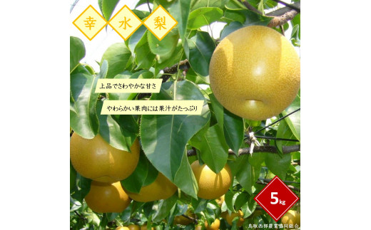 鳥取県産梨「幸水（こうすい）」5kg