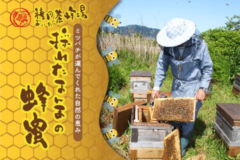 《14営業日以内に発送》国産蜂蜜 はちみつ食べ比べセット 190g×2本セット ( はちみつ ハチミツ 蜂蜜 ハニー 食べ比べ セット はち ミツバチ )【022-0001】