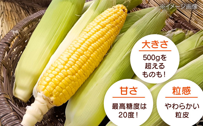【2026年8月下旬発送予定】北海道厚真産とうもろこし おおもの 《厚真町》【(株)厚真ファーム】旬の野菜 夏野菜 大粒 高糖度 甘い トウモロコシ トウキビ 唐黍 コーン [AXAE001] 150