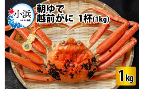 【先行予約／2025年12月25～29日順次発送】 【年末配送】朝ゆで越前がに1杯　【1kg】  【配送不可地域：北海道・沖縄・離島】  [BFAA003]