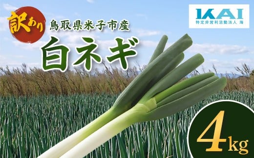 【先行予約】【訳あり】鳥取県産　白ネギの4kgバラ詰め合わせ　お届け：12月～4月末