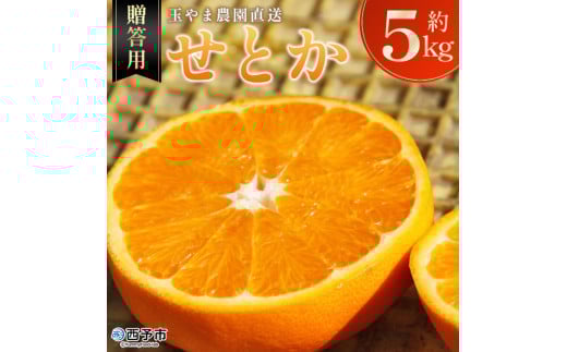 ＜玉やま農園直送 せとか 約5kg 贈答用＞ 数量限定 期間限定 5キロ みかん ミカン 蜜柑 柑橘 フルーツ 果物 果実 くだもの 特産品 甘い ジューシー 旬 ギフト 贈り物 プレゼント 愛媛県 西予市 【常温】『2026年3月上旬～3月下旬迄に順次出荷予定』