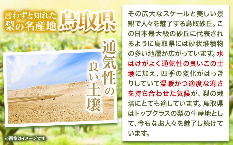【秀品(赤秀)】先行予約 新甘泉 約3kg《2026年8月下旬-9月下旬頃出荷》鳥取県 八頭町 梨 なし 果物 フルーツ 特産品 秀品 赤秀 贈答用 先行予約 送料無料 果汁 デザート