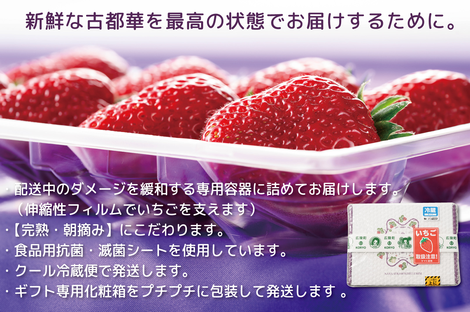 【12・1・2・3月発送】奈良県特産 高級ブランドいちご「古都華」旬の４ヶ月定期便 // いちご イチゴ 古都華 フルーツ 果物 旬 限定 ブランド いちご イチゴ 古都華 フルーツ 果物 旬 限定 